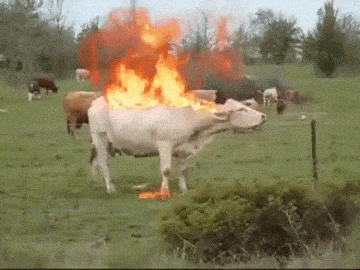 Exploding cow animated gif